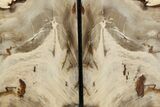 Tall Colorful Petrified Wood Bookends - Washington #382138-1